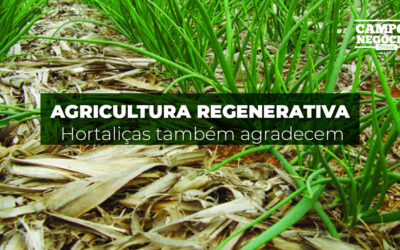 Agricultura regenerativa: Hortaliças também agradecem