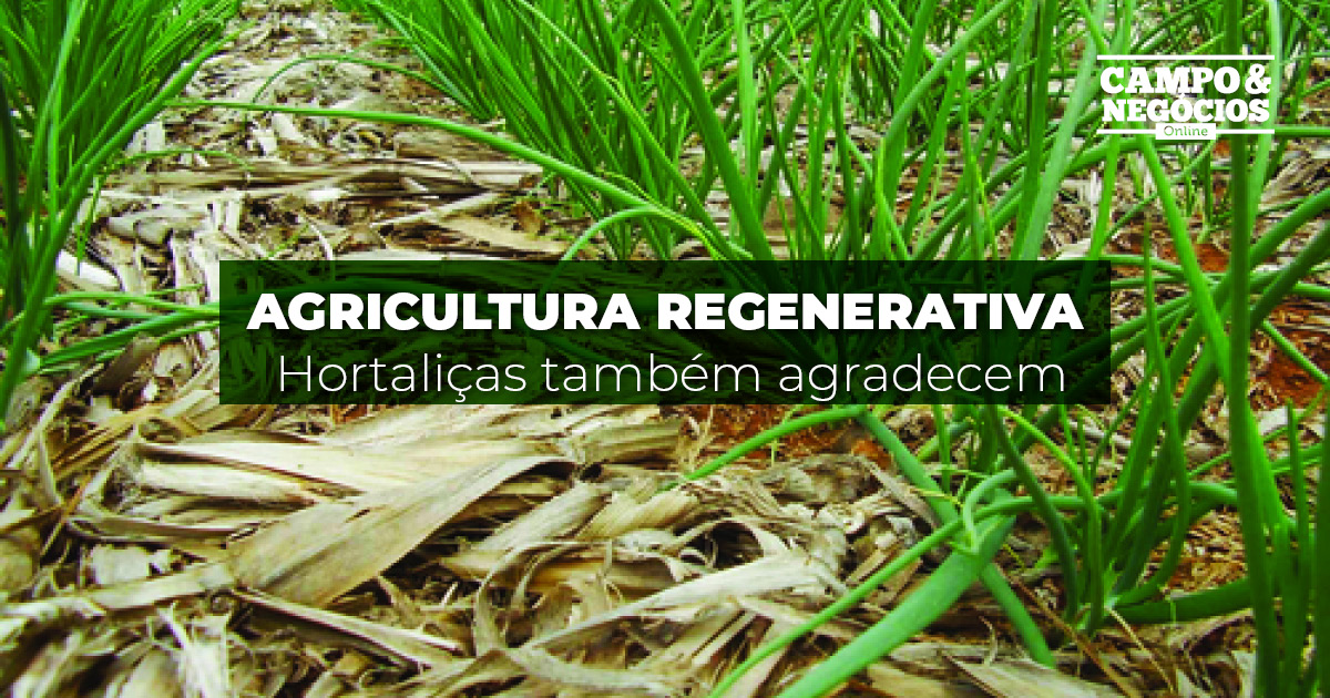 Agricultura regenerativa: Hortaliças também agradecem