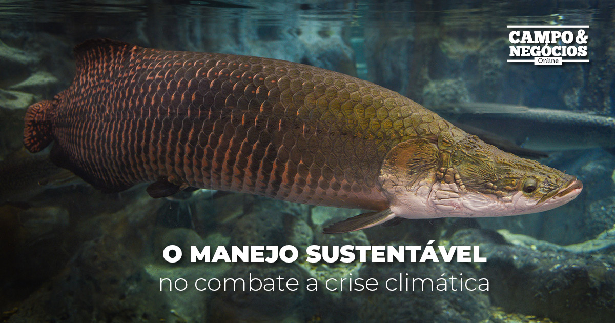 O manejo sustentável no combate à crise climática