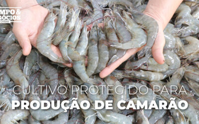 Produção de camarão alavancada por cultivo protegido