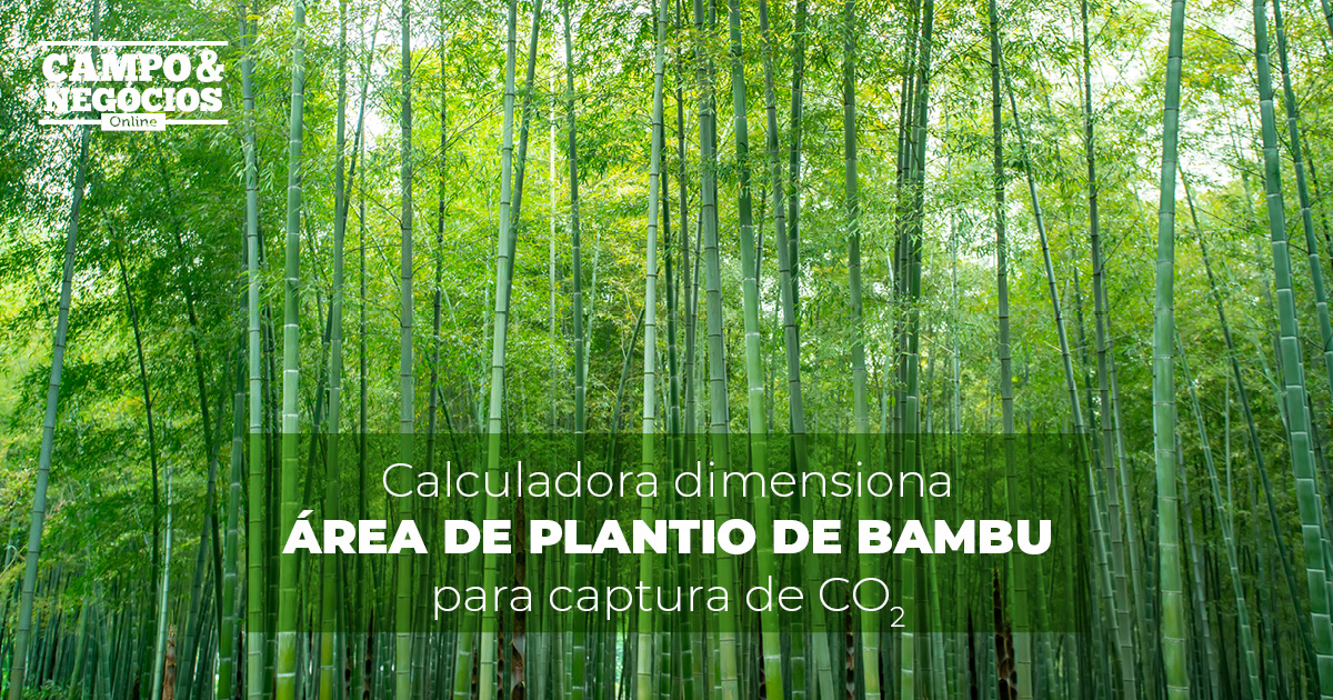 Calculadora dimensiona área de plantio de bambu