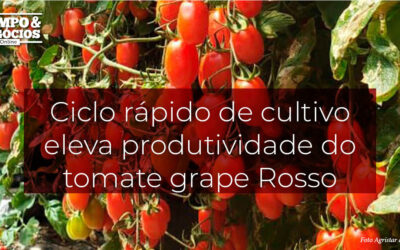 Ciclo rápido de cultivo eleva produtividade do tomate grape Rosso