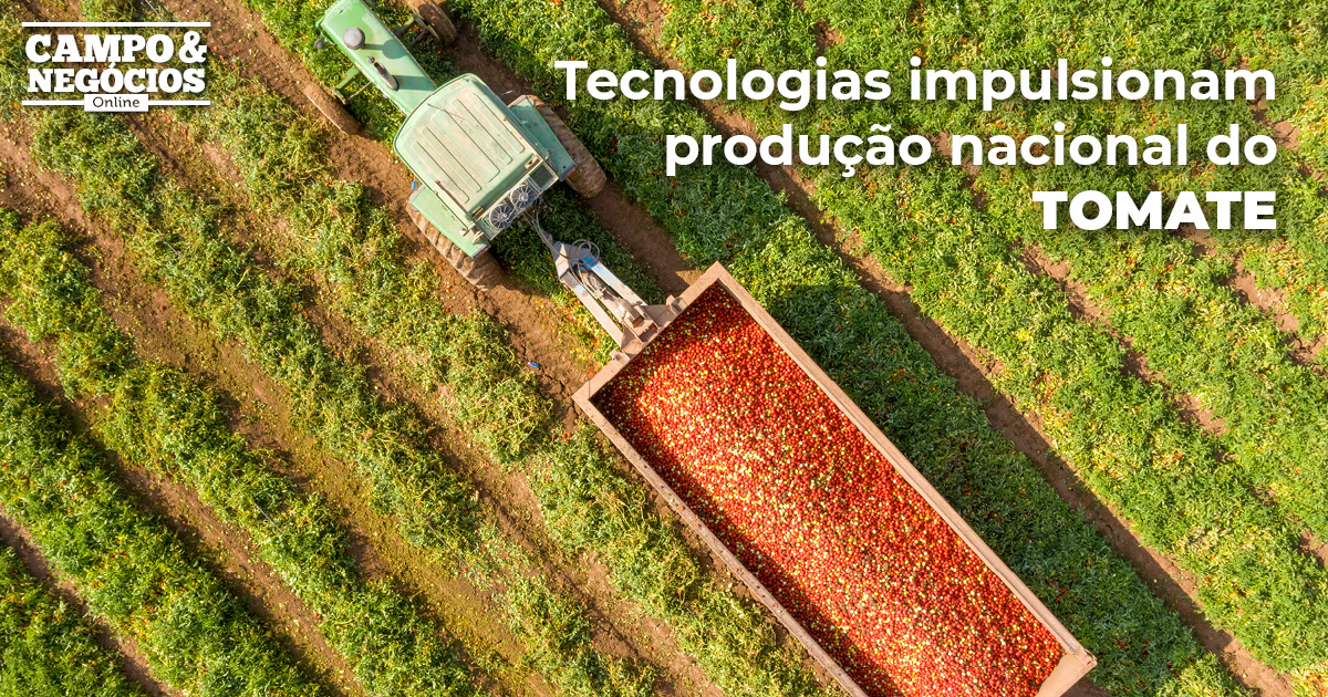 Tecnologias impulsionam produção nacional do tomate