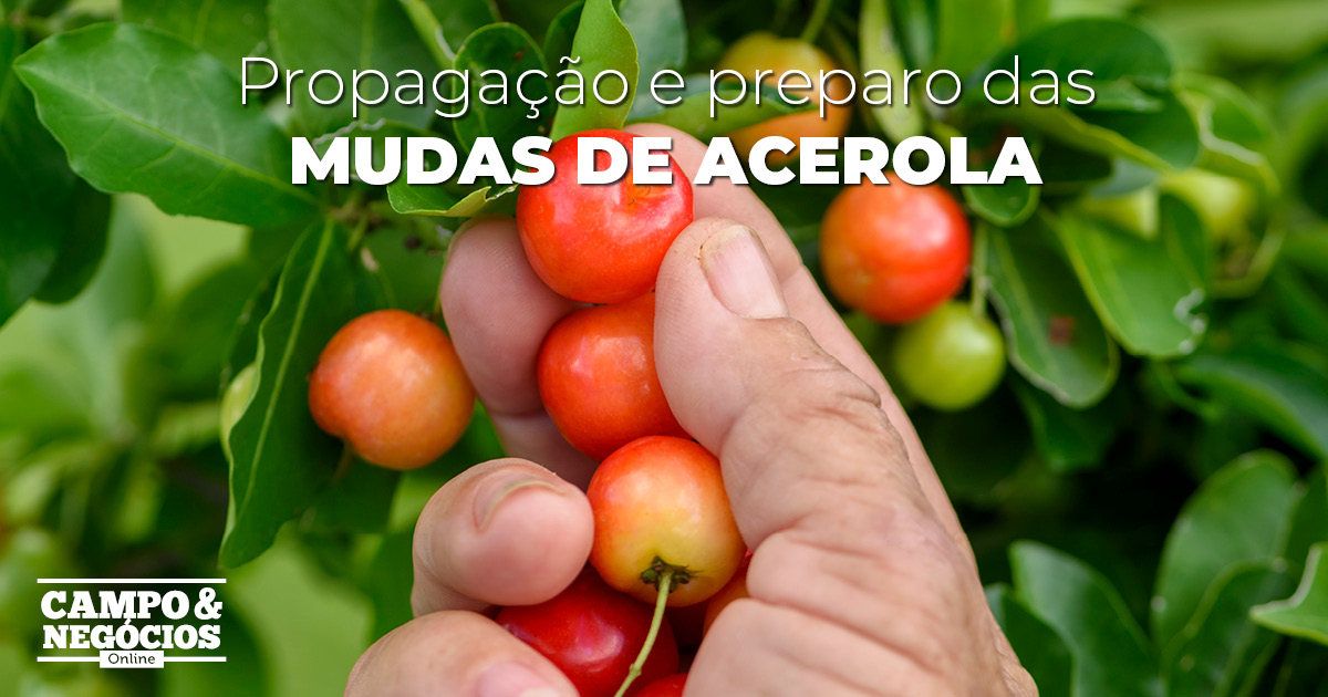 Propagação e preparo das mudas de acerola