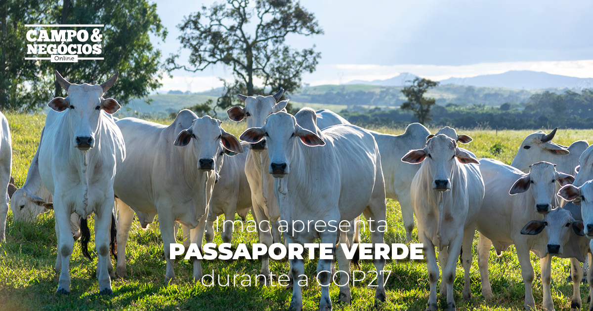 Passaporte Verde: Imac apresenta projeto inovador durante a COP27