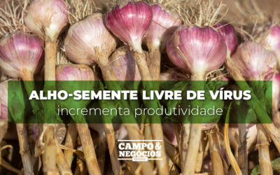 Alho-semente livre de vírus incrementa produtividade