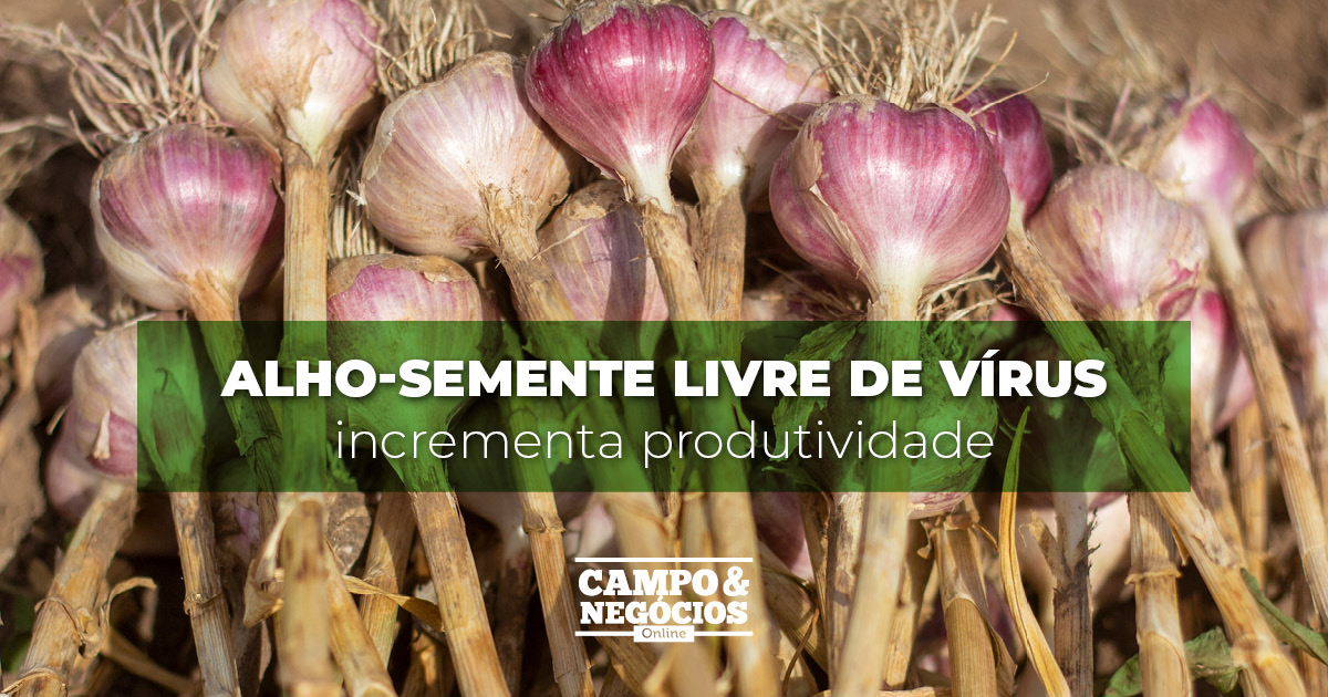 Alho-semente livre de vírus incrementa produtividade