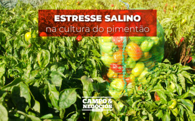 Estresse salino na cultura do pimentão