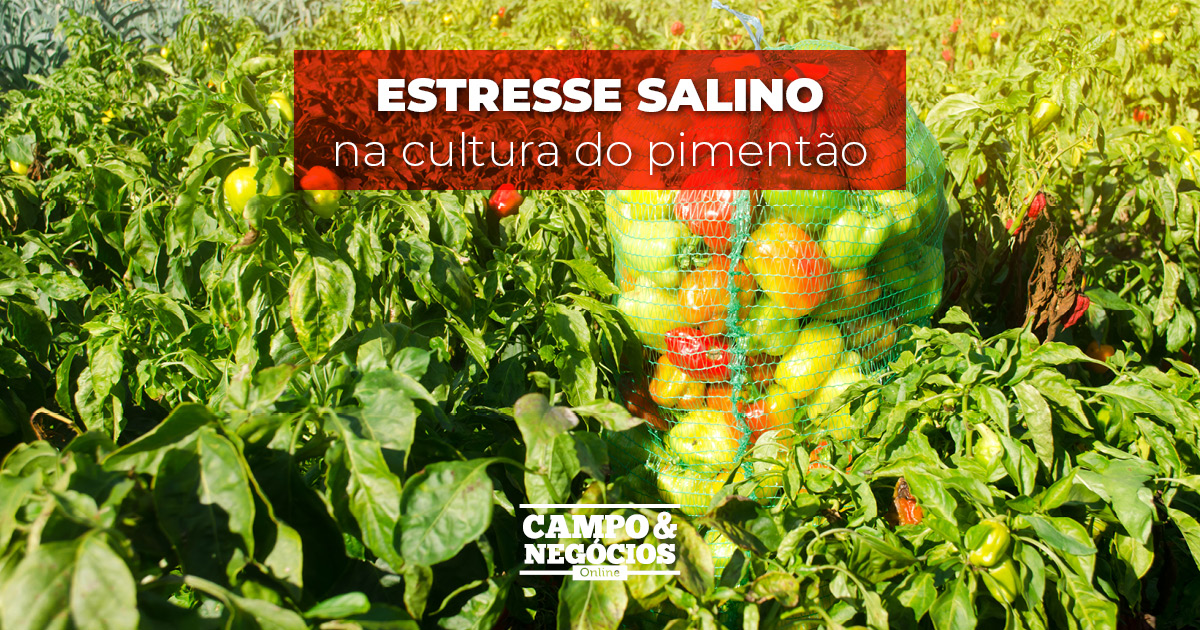 Estresse salino na cultura do pimentão