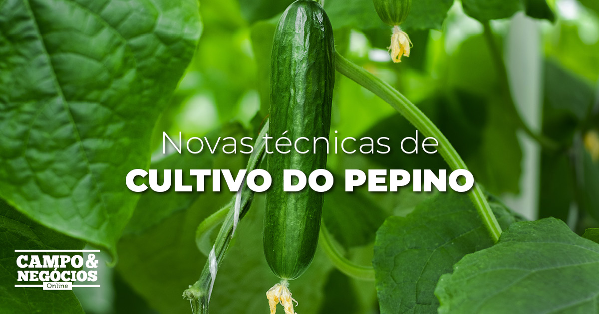 Novas técnicas de cultivo do pepino