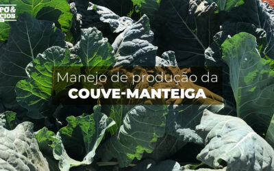 Manejo de produção da couve-manteiga