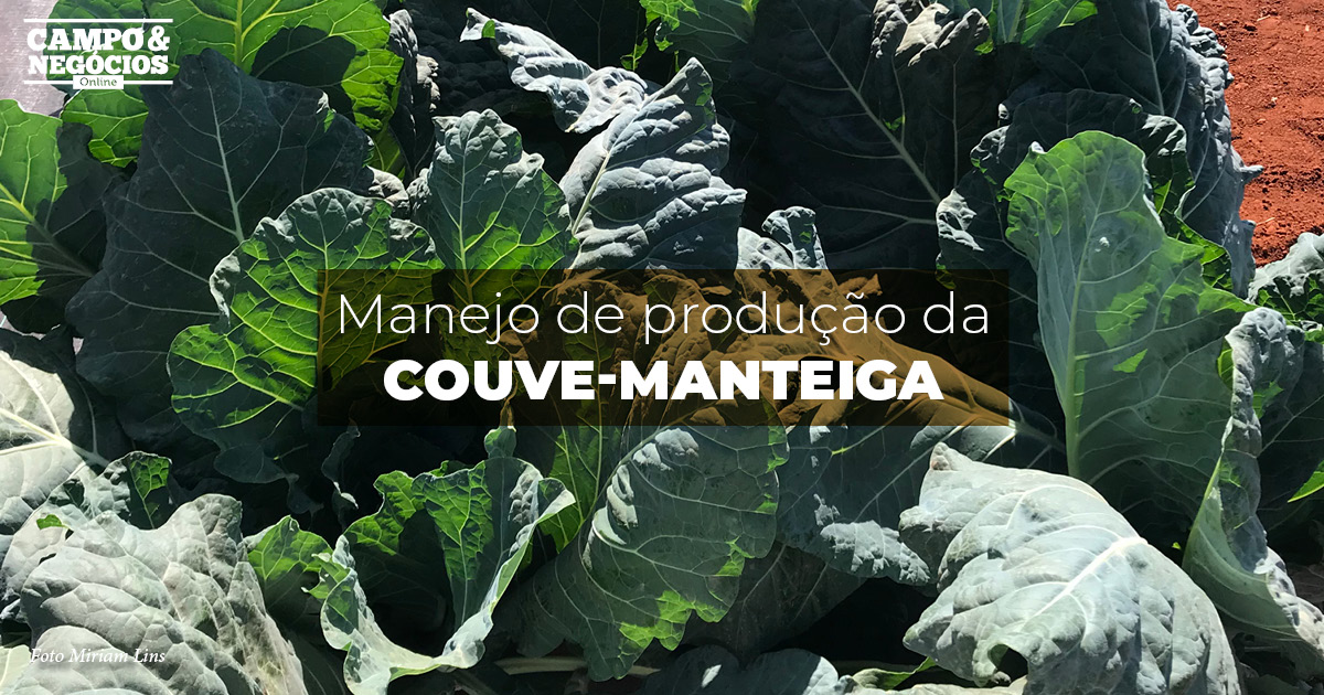 Manejo de produção da couve-manteiga