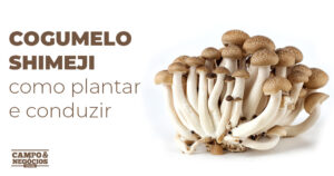 Cogumelo Shimeji: como plantar e conduzir
