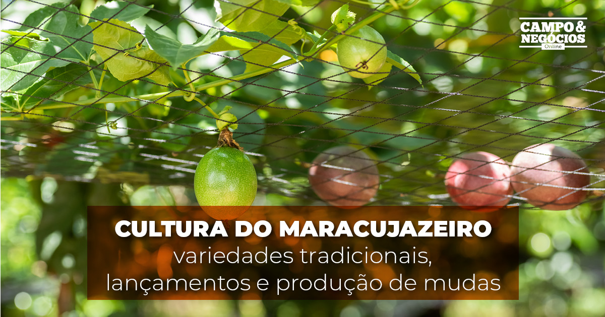 Cultura do maracujazeiro: variedades tradicionais, lançamentos e produção de mudas