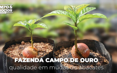 Fazenda Campo de Ouro: qualidade em mudas de abacates