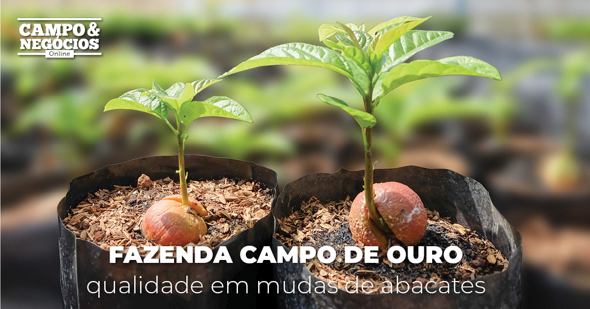 Fazenda Campo de Ouro: qualidade em mudas de abacates