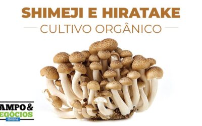 Cultivo orgânico do shimeji e hiratake