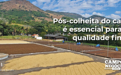 Pós-colheita do café é essencial para a qualidade final