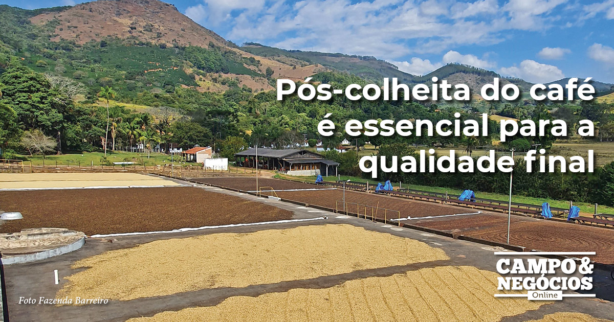 Pós-colheita do café é essencial para a qualidade final