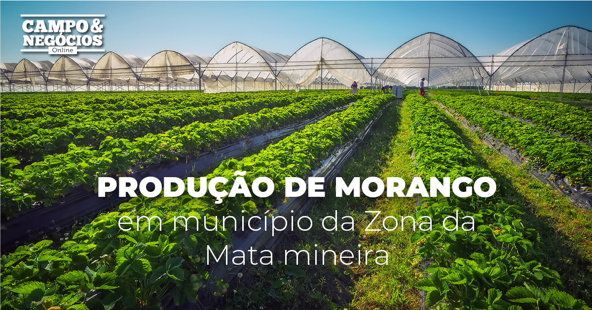 Produção de morango em município da Zona da Mata mineira