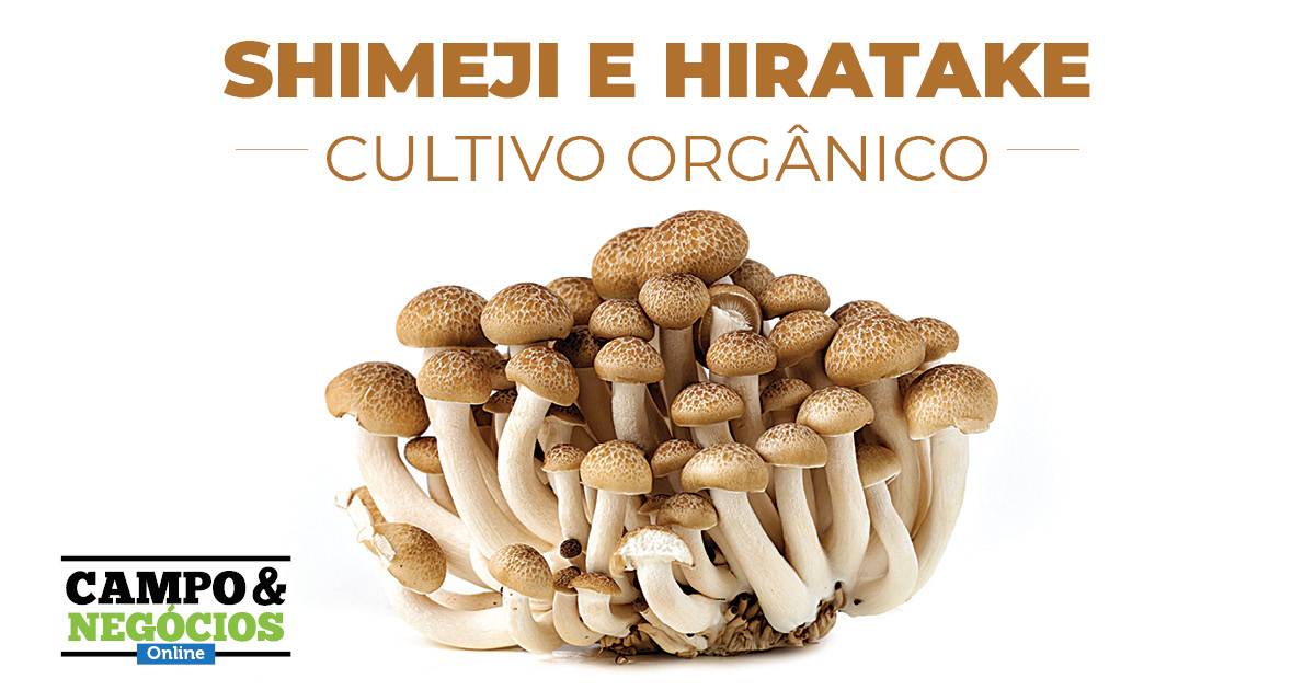 Cultivo orgânico do shimeji e hiratake