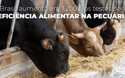 Brasil aumenta em 1.200% os testes para eficiência alimentar na pecuária