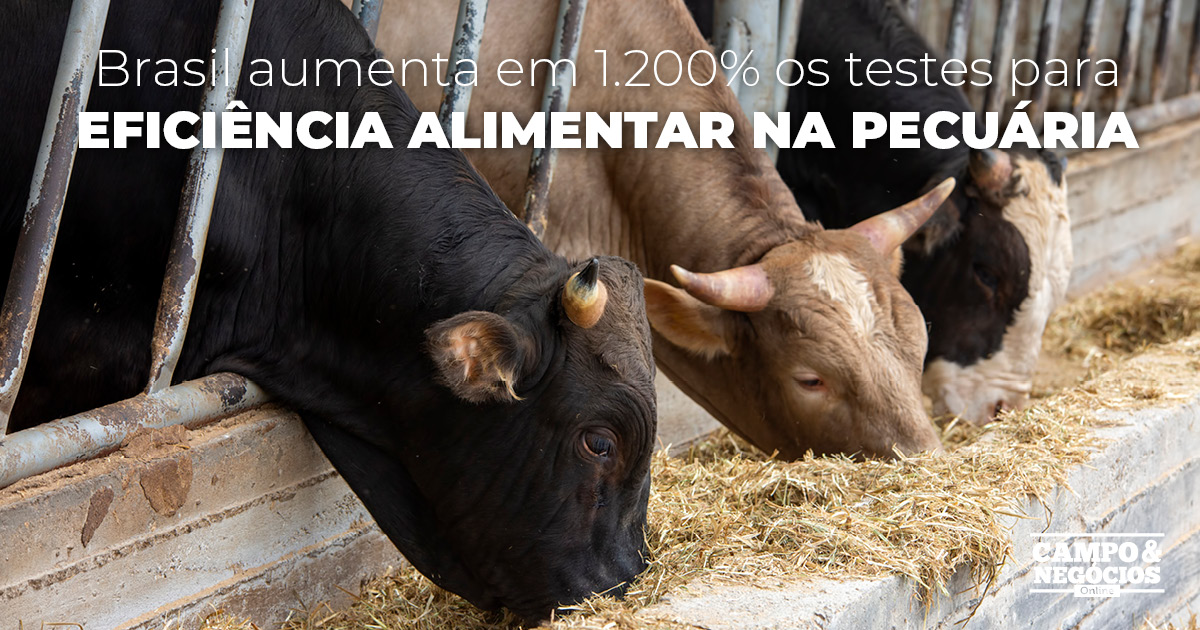 Brasil aumenta em 1.200% os testes para eficiência alimentar na pecuária