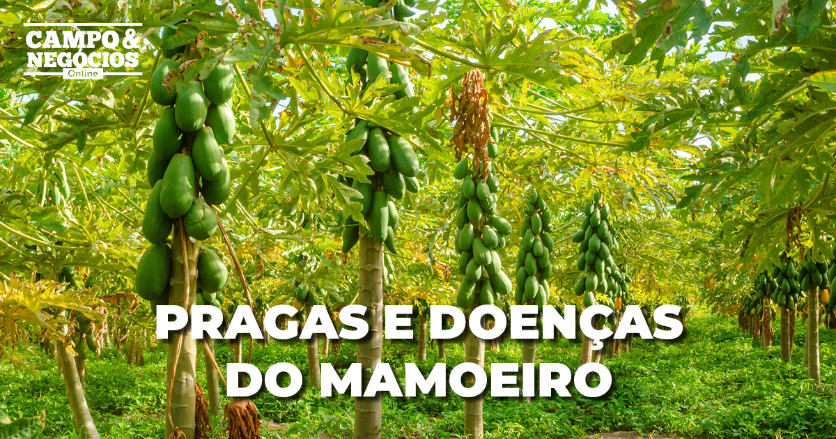 Pragas e doenças do mamoeiro