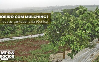 Vantagens do mulching para o limoeiro