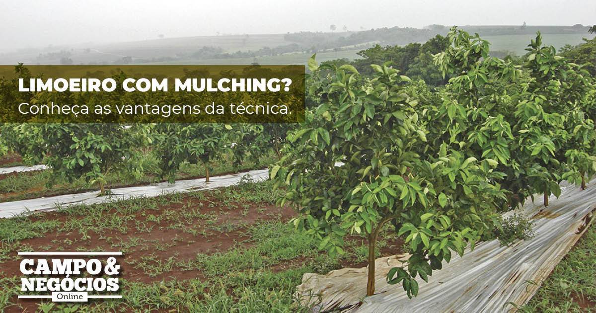 Vantagens do mulching para o limoeiro