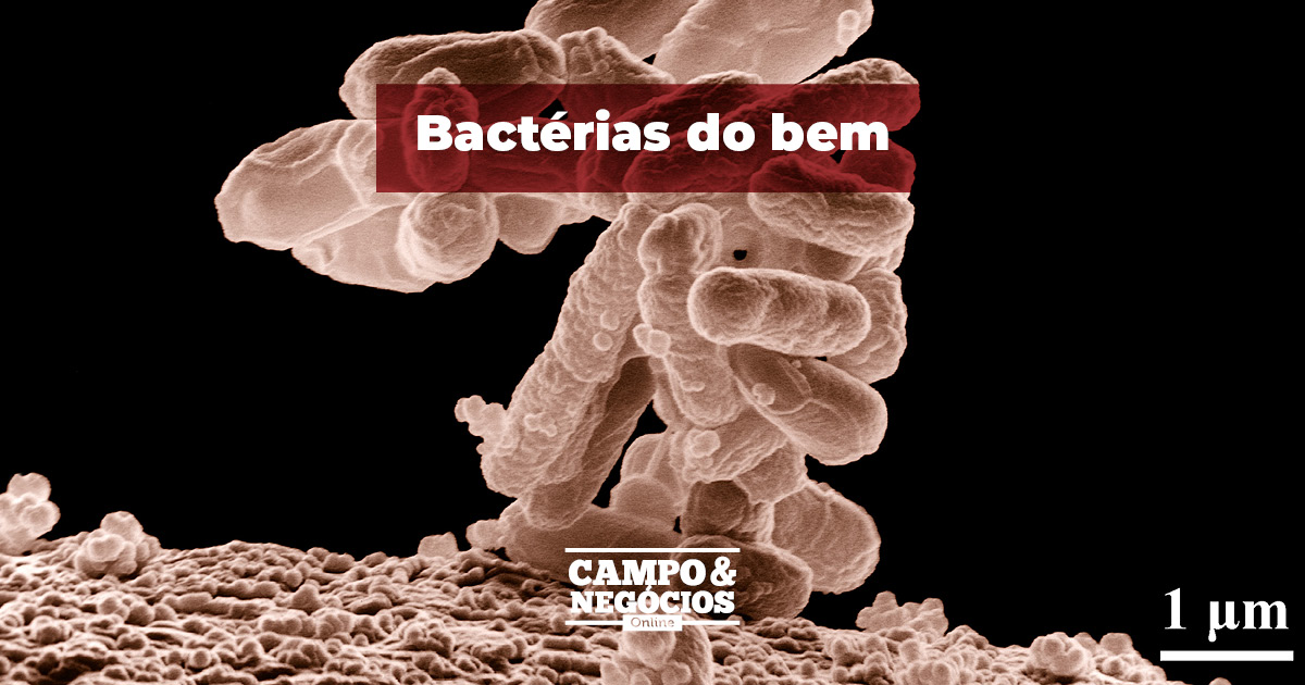 Bactérias do Bem