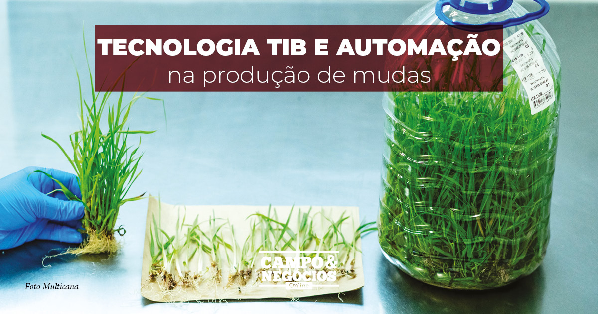 Tecnologia TIB e automação na produção de mudas