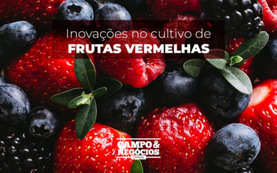 Inovações no cultivo de frutas vermelhas