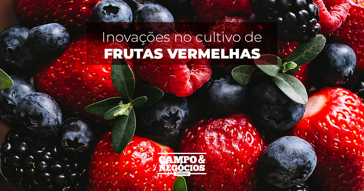 Inovações no cultivo de frutas vermelhas