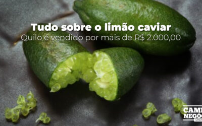 Tudo sobre o limão caviar