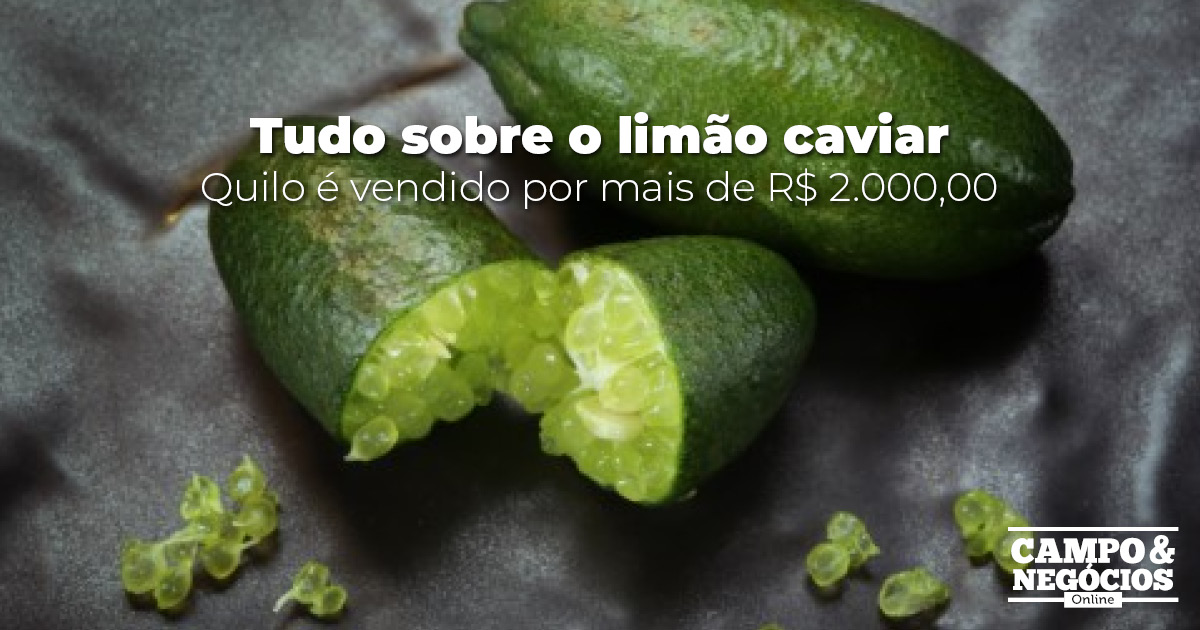 Tudo sobre o limão caviar