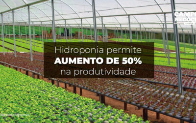 Hidroponia permite aumento de 50% na produtividade