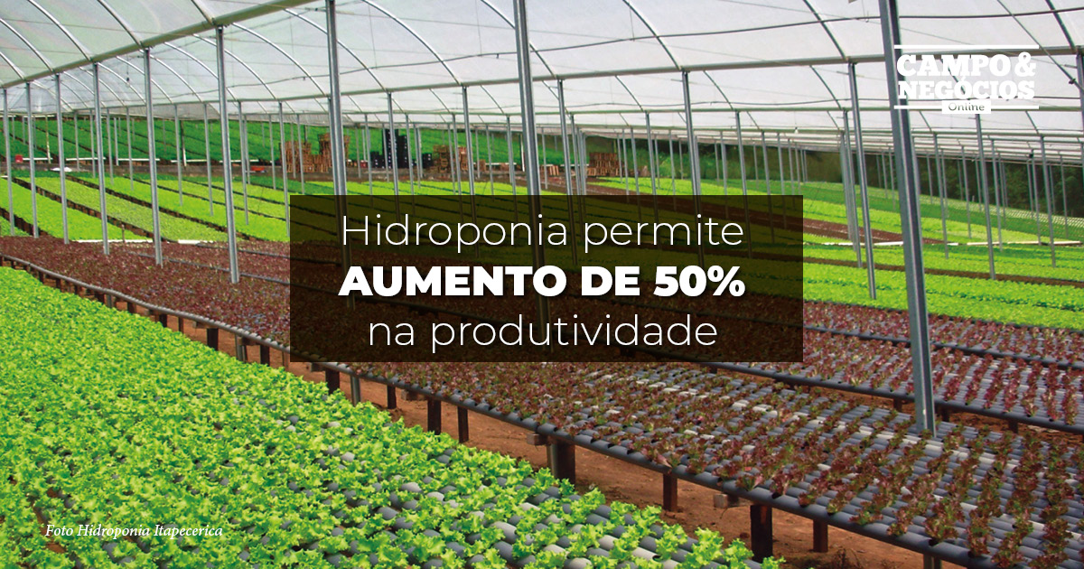 Hidroponia permite aumento de 50% na produtividade