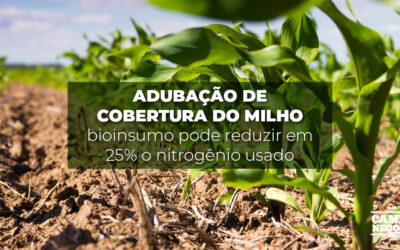 Adubação de cobertura do milho: bioinsumo pode reduzir em 25% o nitrogênio usado