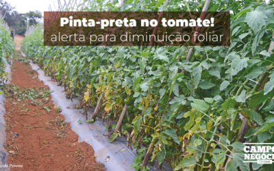 Pinta-preta no tomate: alerta para diminuição foliar