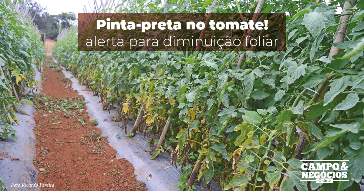 Pinta-preta no tomate: alerta para diminuição foliar