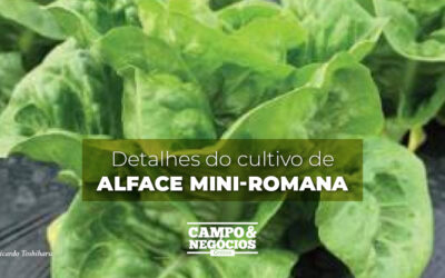 Detalhes do cultivo de alface mini-romana