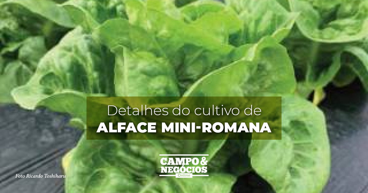 Detalhes do cultivo de alface mini-romana