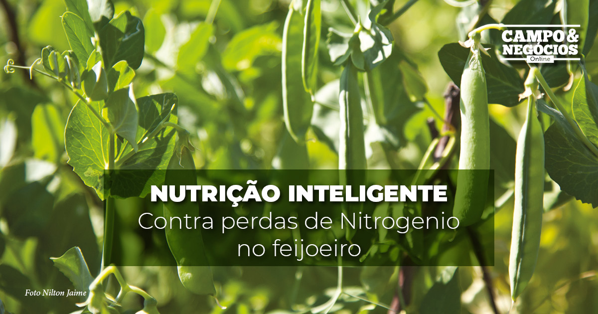 Nutrição inteligente contra perdas de Nitrogênio no feijoeiro