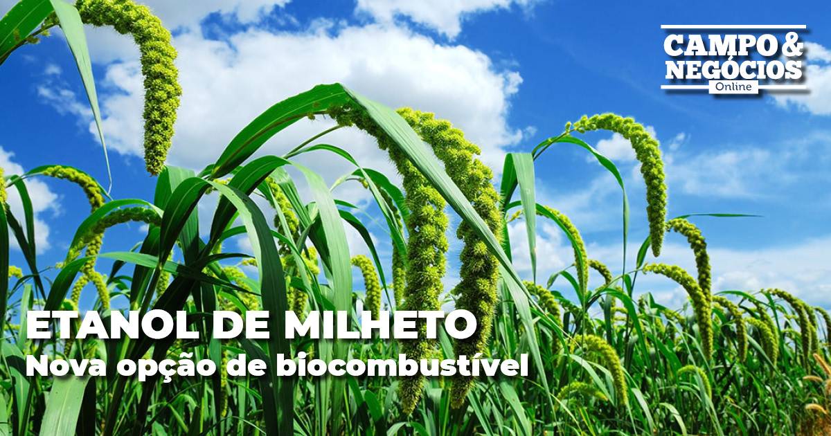 Milheto pode ser mais um aliado da indústria de biocombustíveis