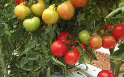 Tomates: Necessário muita tecnologia