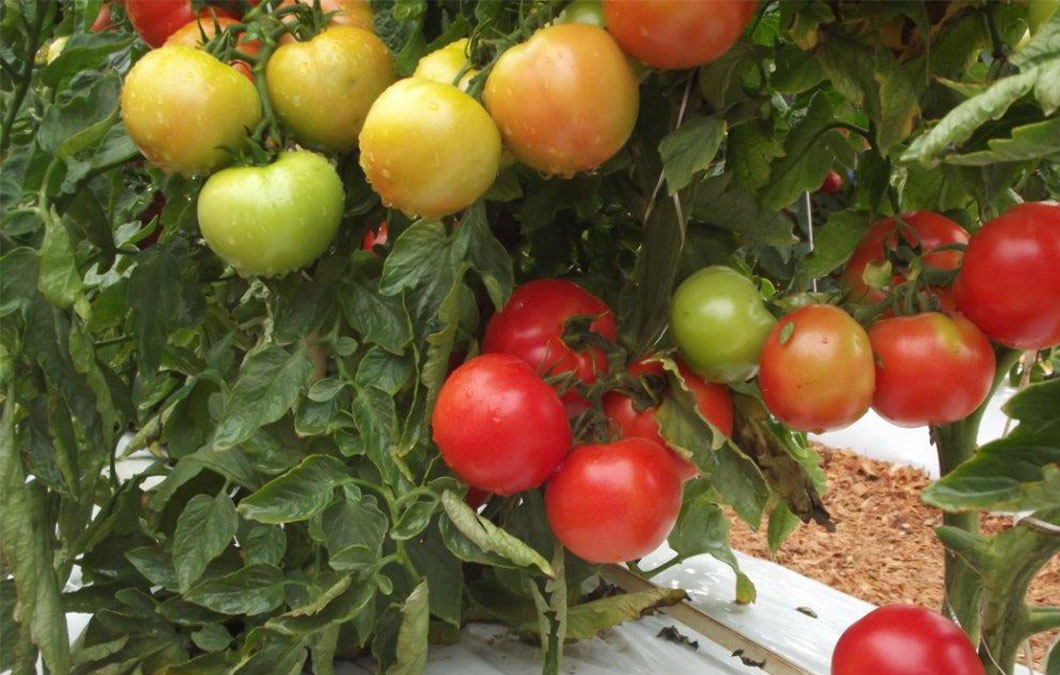 Tomates: Necessário muita tecnologia