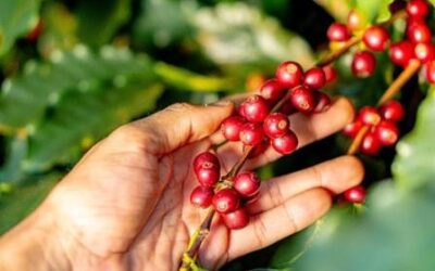 Cafezais do Cerrado Mineiro tem emissão negativa de carbono