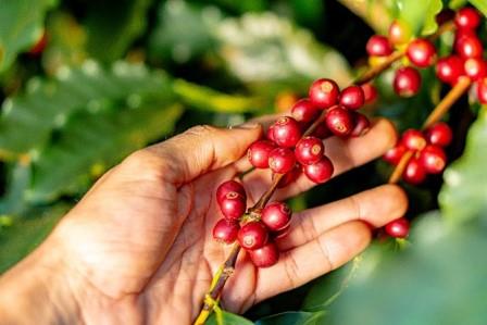 Cafezais do Cerrado Mineiro tem emissão negativa de carbono