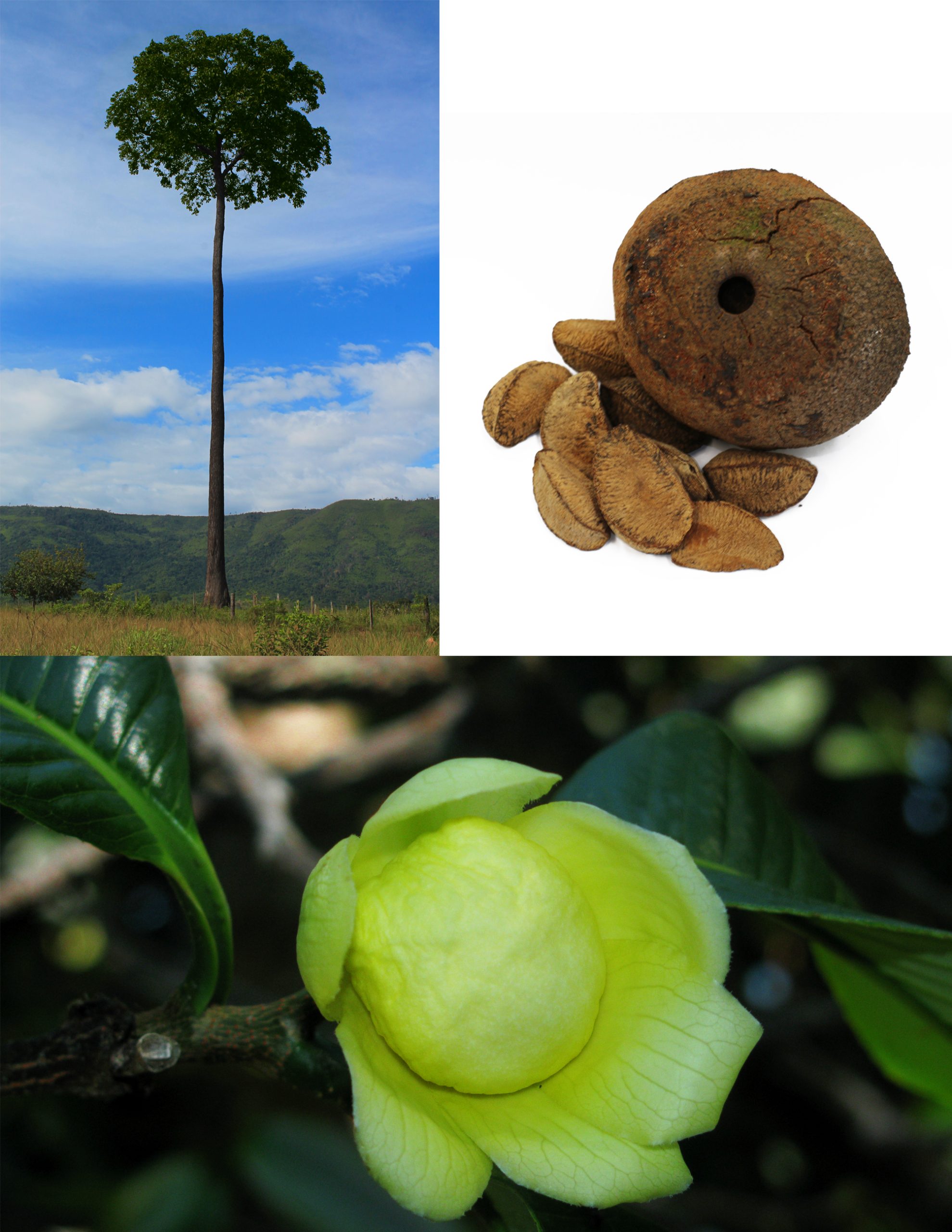 Árvores com grandes estoques de carbono na Amazônia